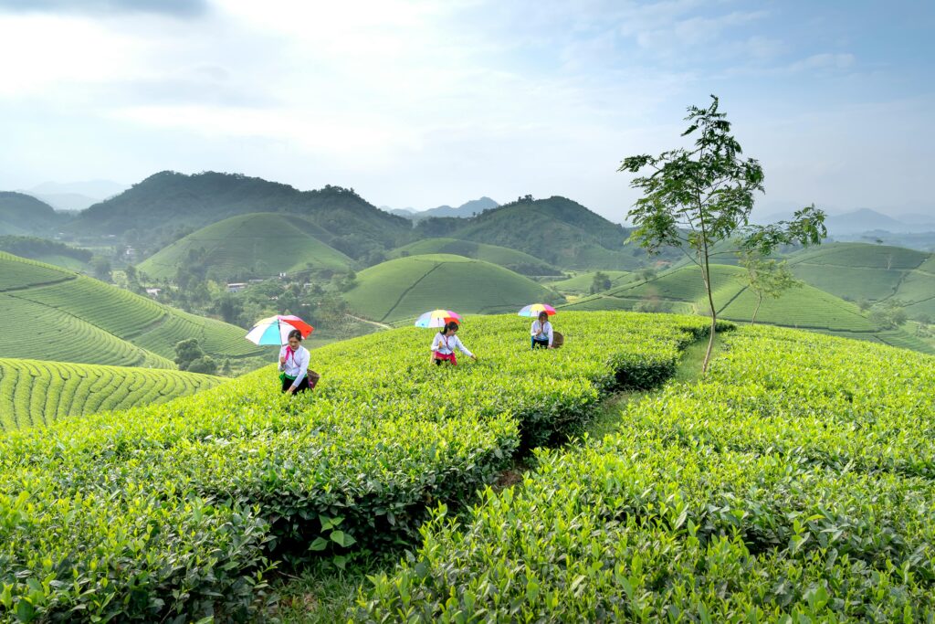 Female workers with umbrellas and baskets collecting tea leaves during harvest season in hilly terrain