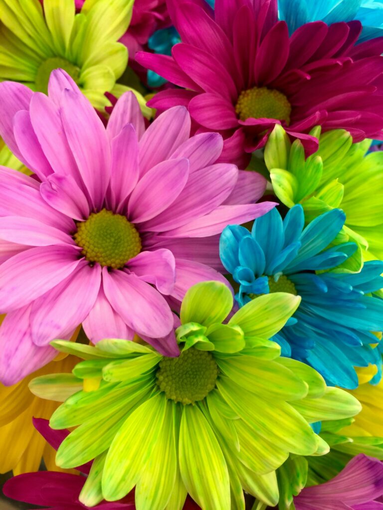 Close-up of vibrant dyed daisies with a colorful background, showcasing diverse hues.